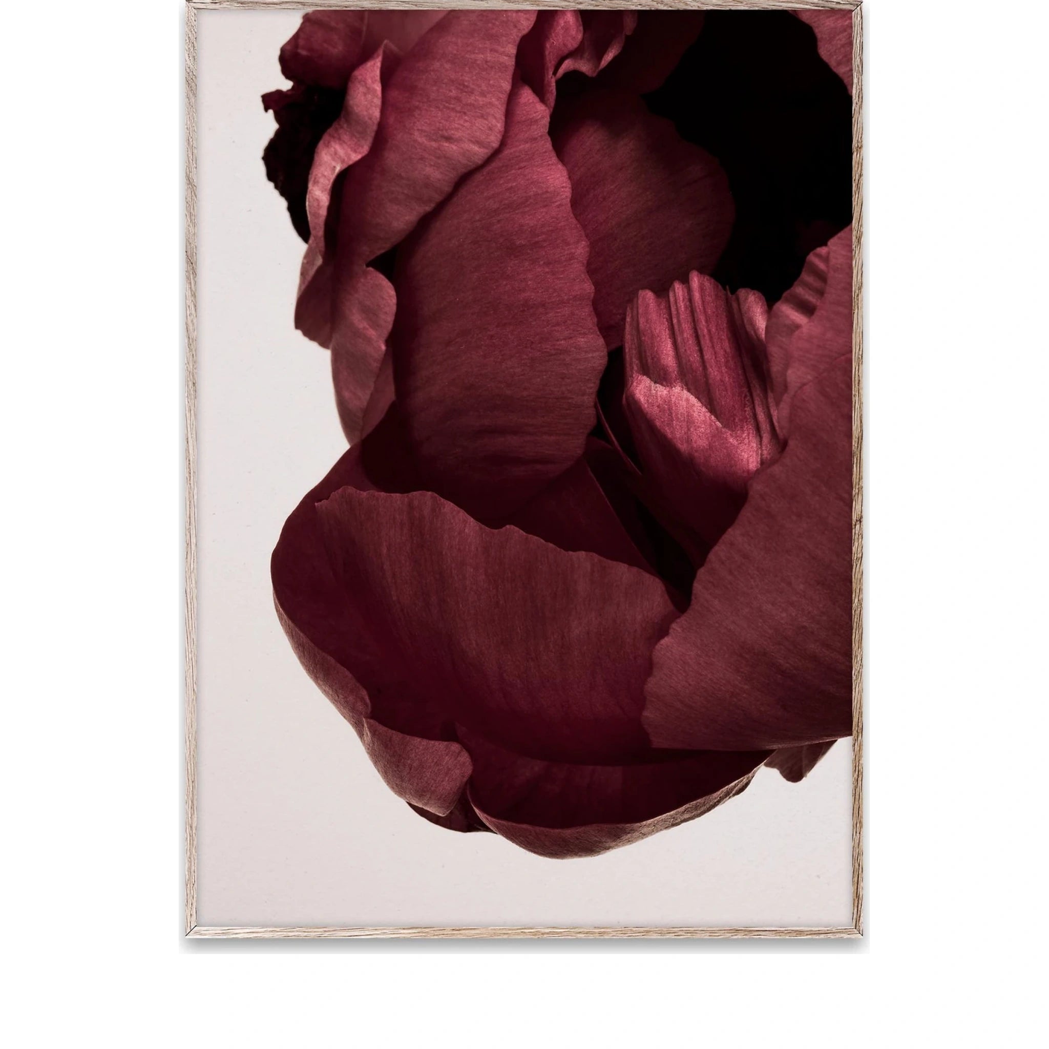 Paper Collective Peonia 02 Poster, 50x70 Cm