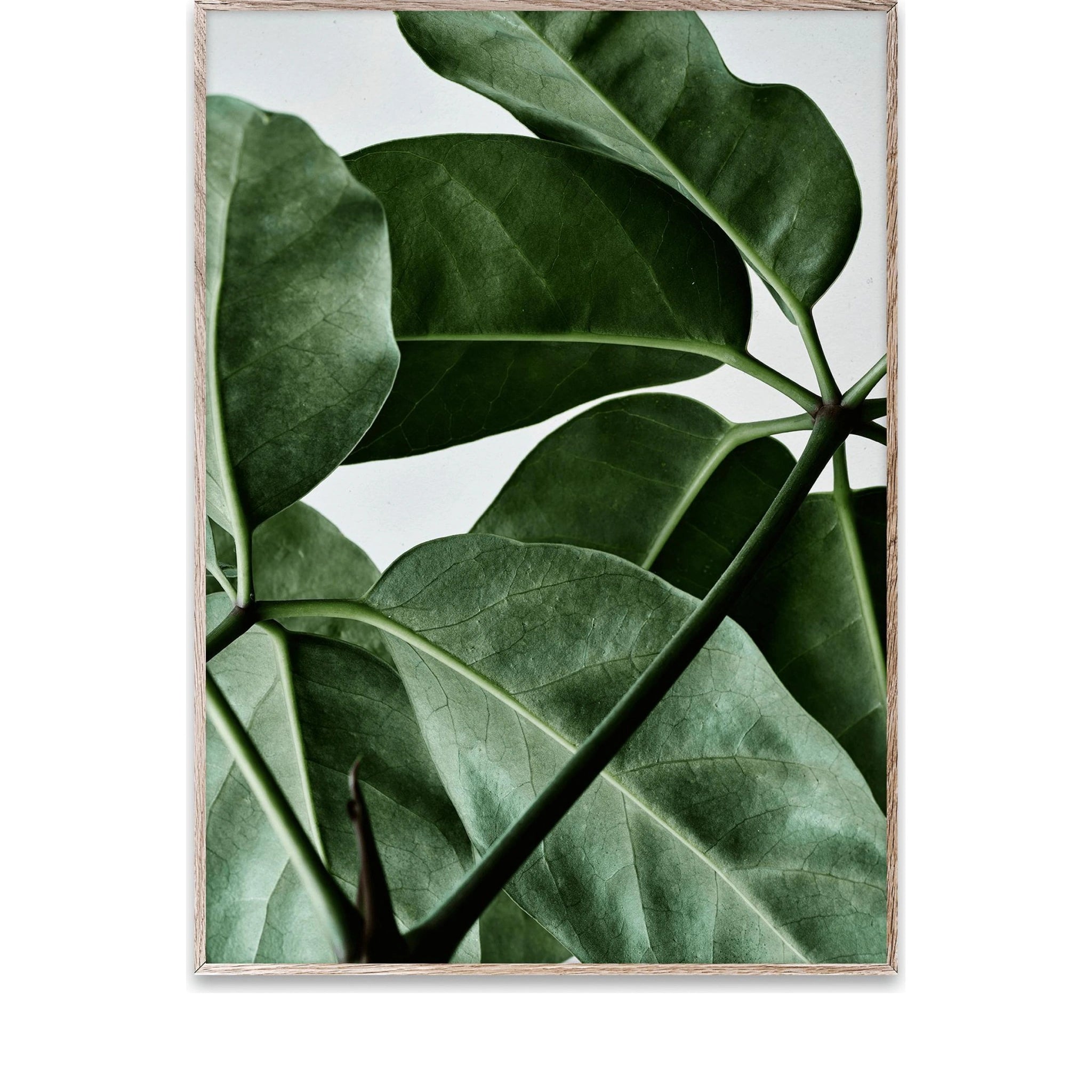 Paper Collective Green Home 01 Poster, 30x40 Cm
