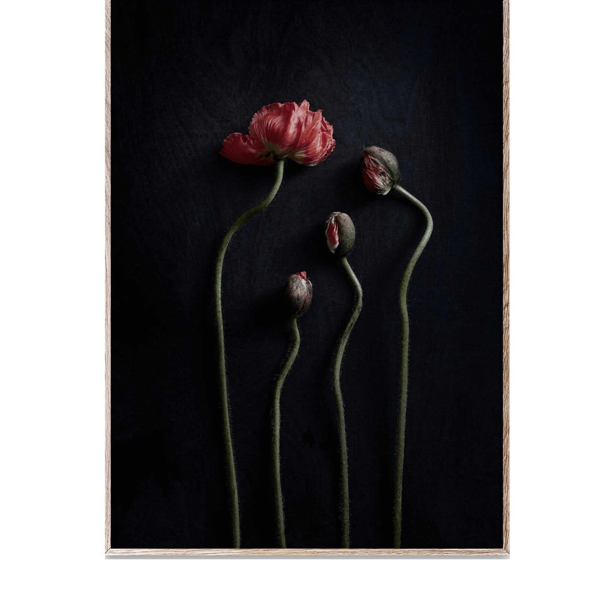 Paper Collective Still Life 02 Poster, 70x100 Cm