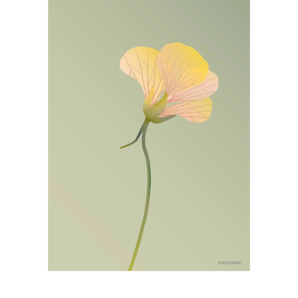 Vissevasse Nasturtium Poster 30 X40 Cm, Green
