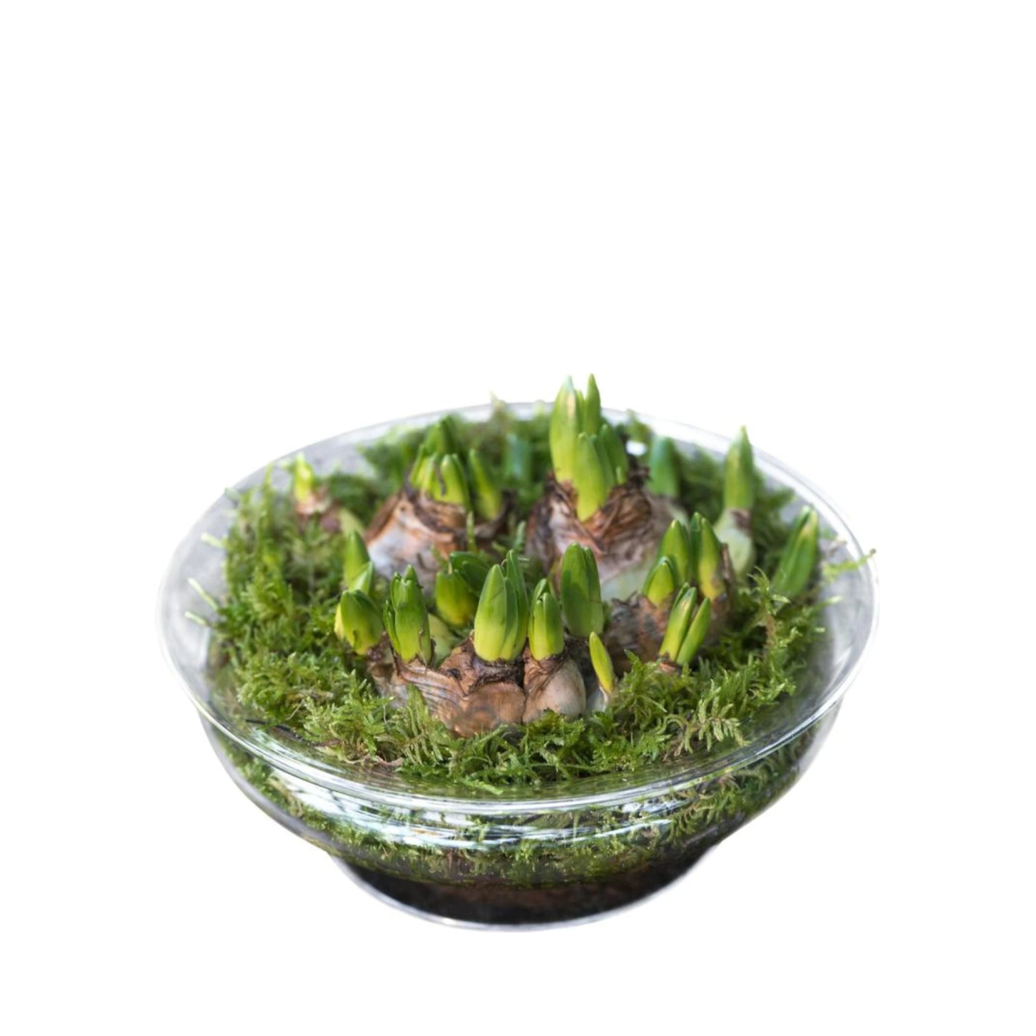 Holmegaard Old English, Flower Bowl, 25 Cm