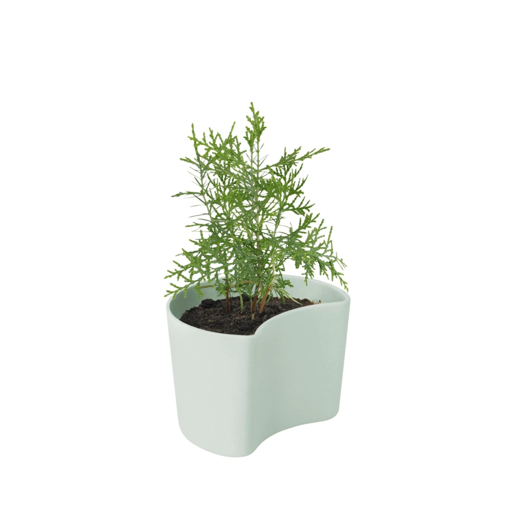 Rig Tig Your Tree Flower Pots With Seeds, Green