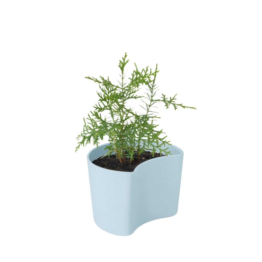 Rig Tig Your Tree Flower Pots With Seeds, Blue