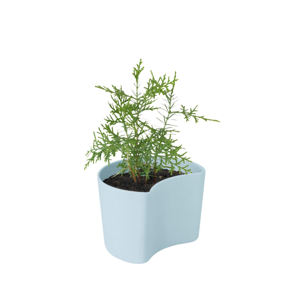Rig Tig Your Tree Flower Pots With Seeds, Blue