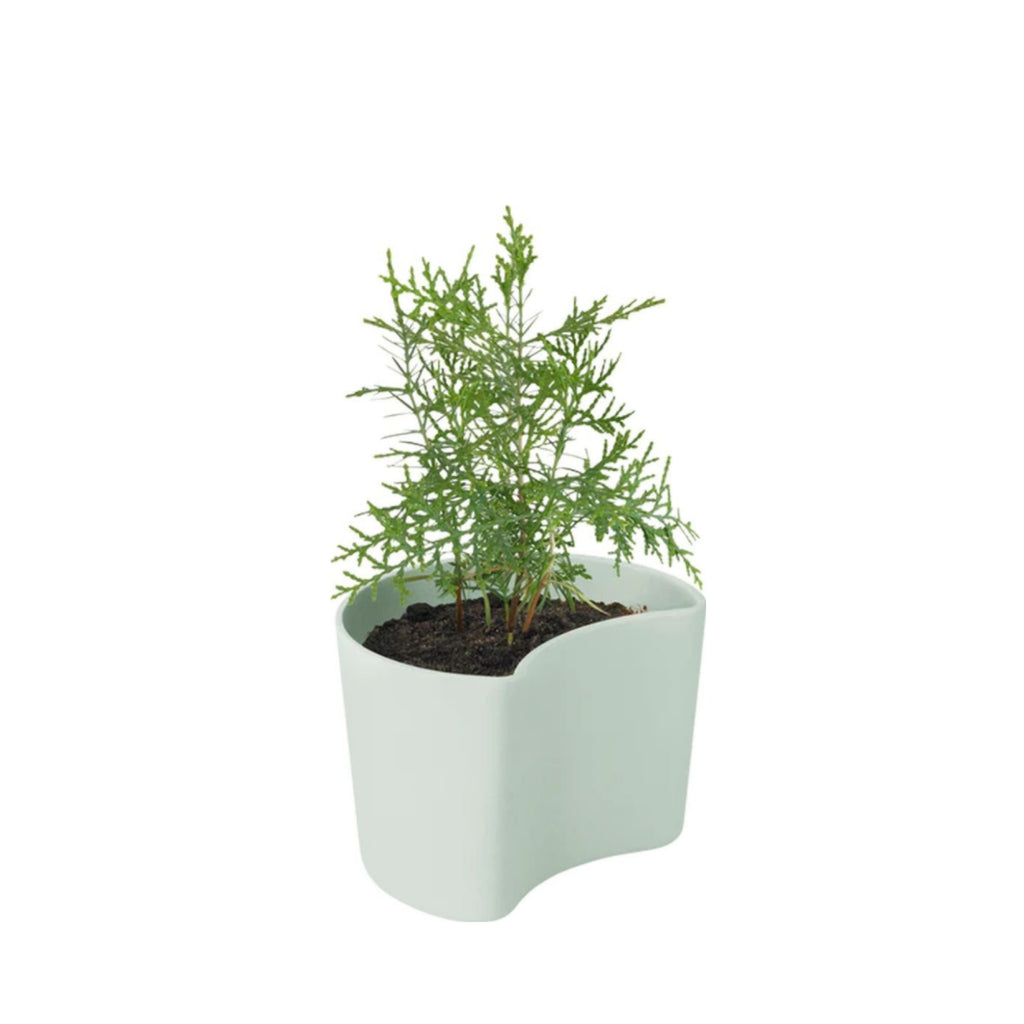 Rig Tig Your Tree Flower Pots With Seeds, Yellow