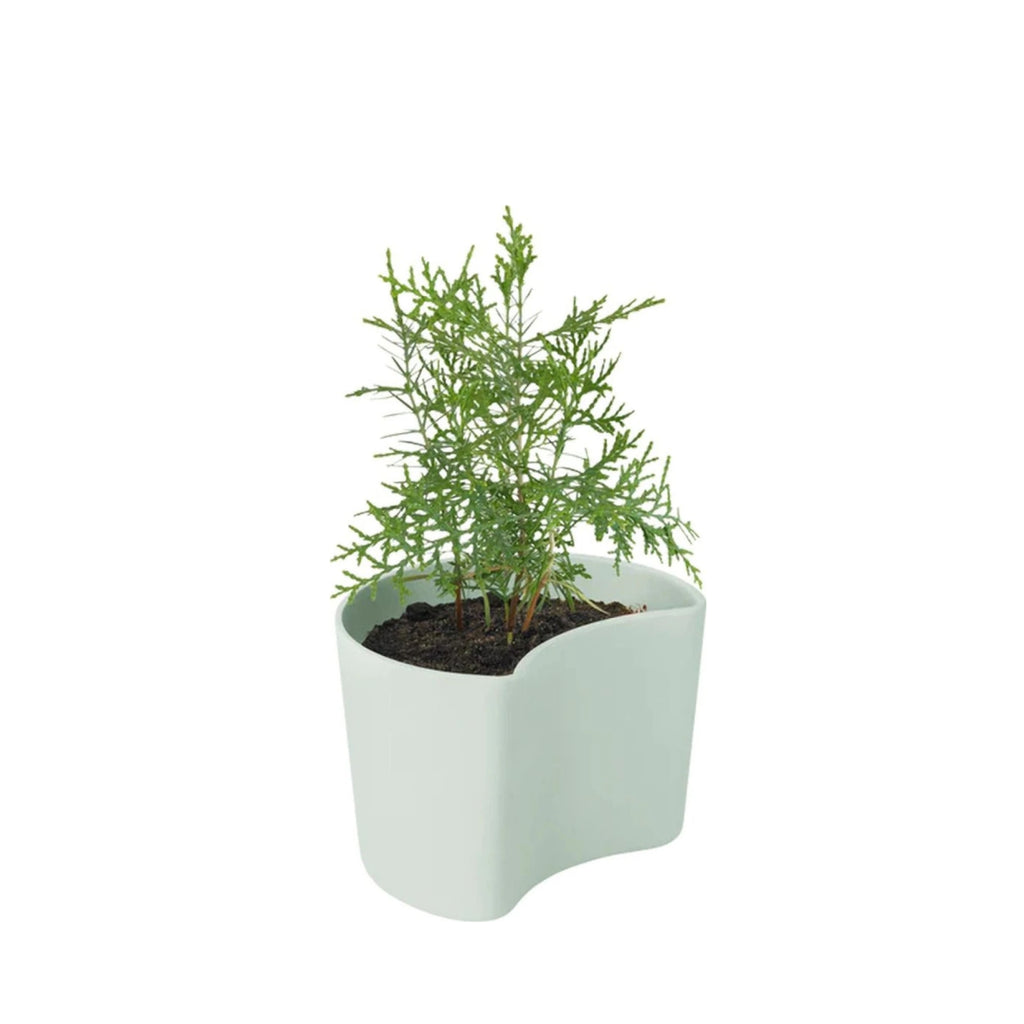 Rig Tig Your Tree Flower Pots With Seeds, Yellow