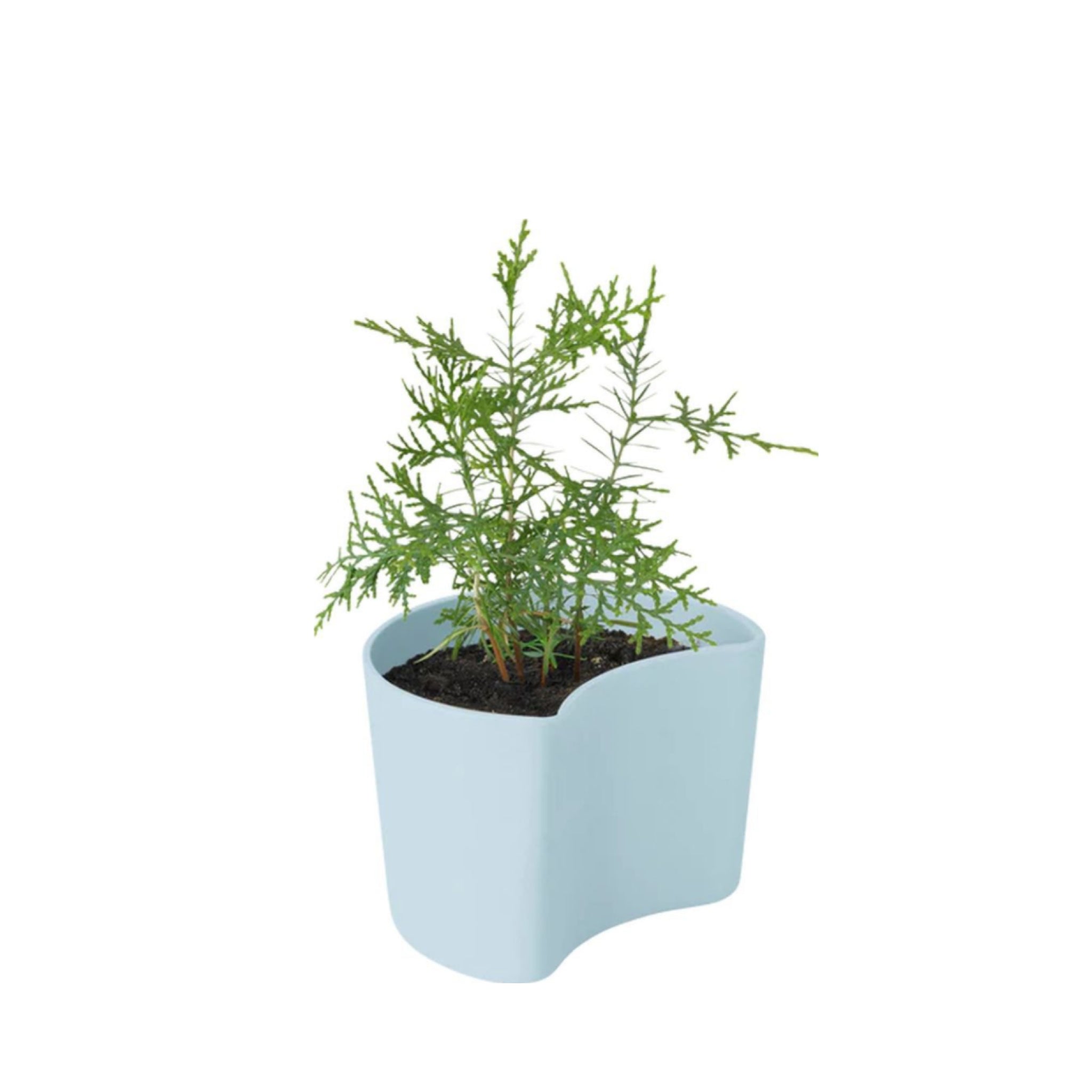 Rig Tig Your Tree Flower Pots With Seeds, Yellow