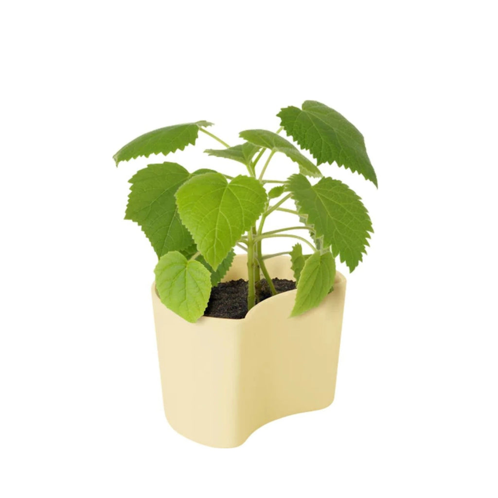 Rig Tig Your Tree Flower Pots With Seeds, Pink