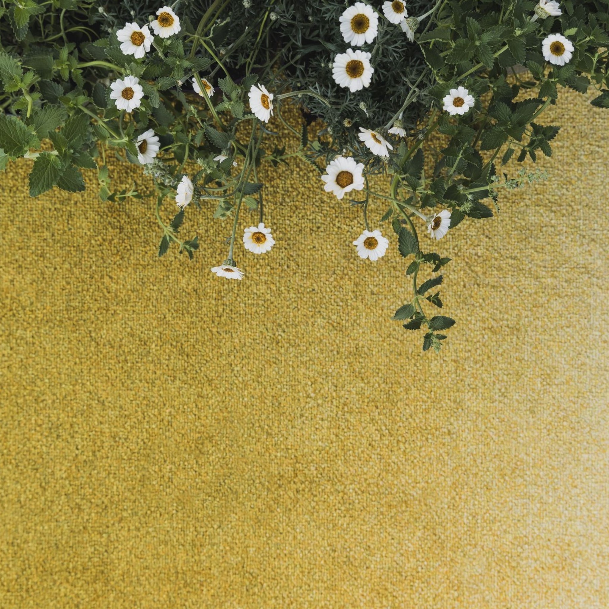 Heymat Doormat Dis Moss, 60x85 Cm