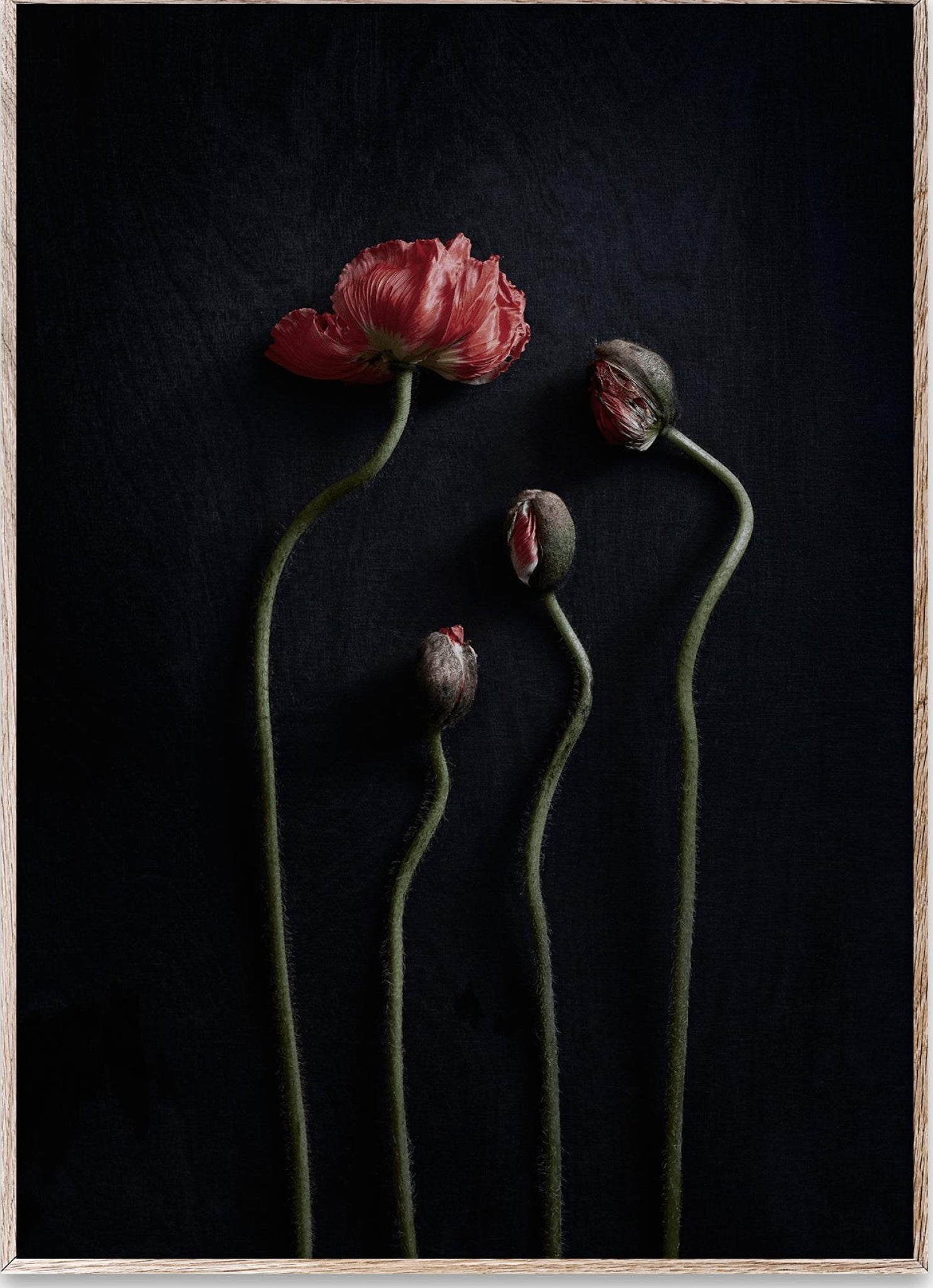 Paper Collective Still Life 02 Poster, 70x100 Cm