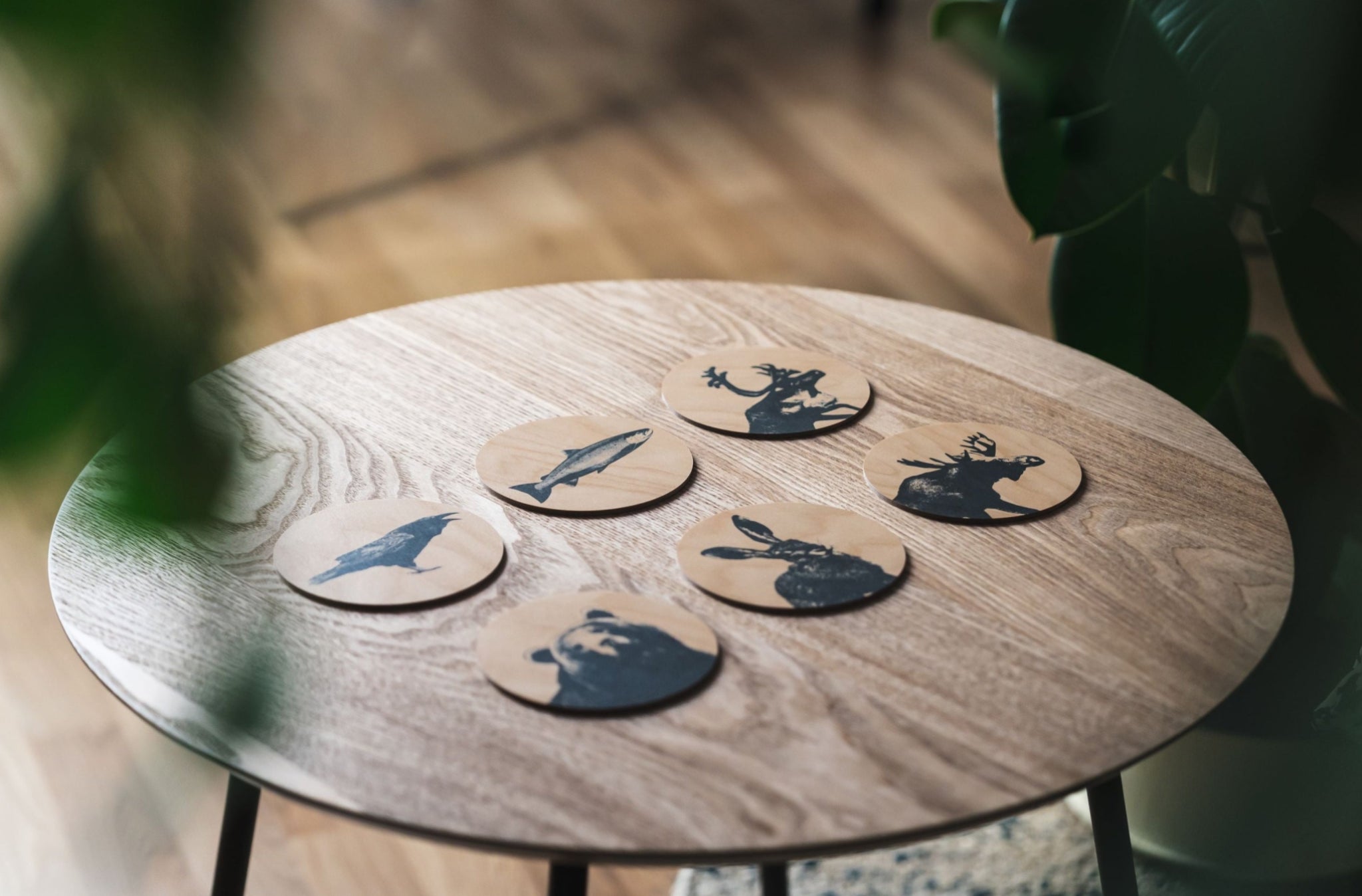 Muurla Coaster, The Hare