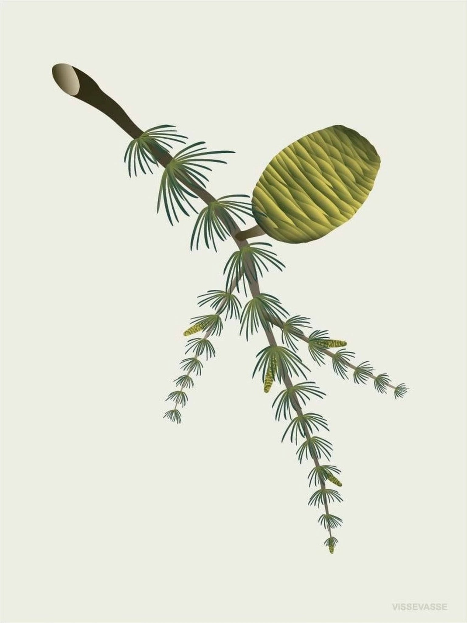 Vissevasse Cedar Cone Poster, 30 X40 Cm