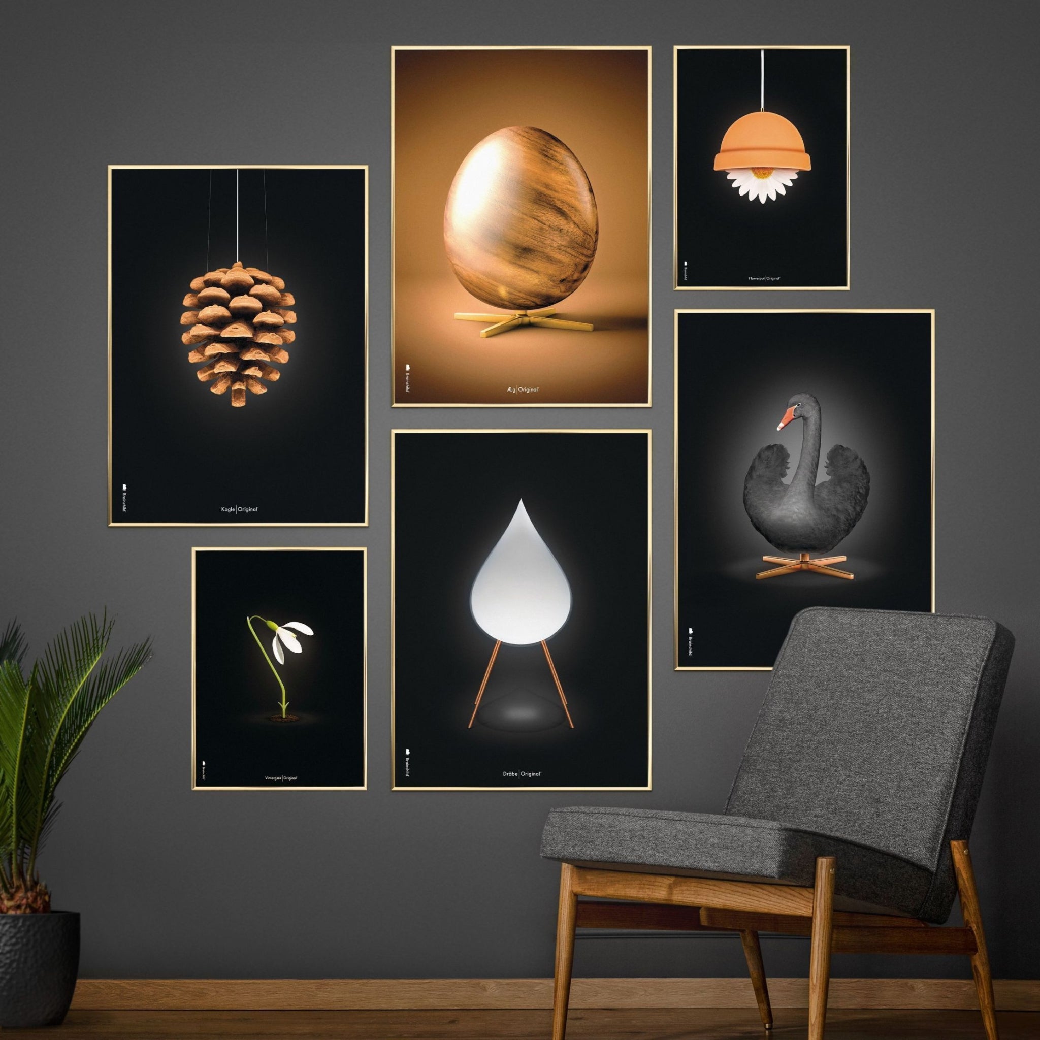 Brainchild pine cone classic poster, frame in black lacquered wood 30x40 cm, black background