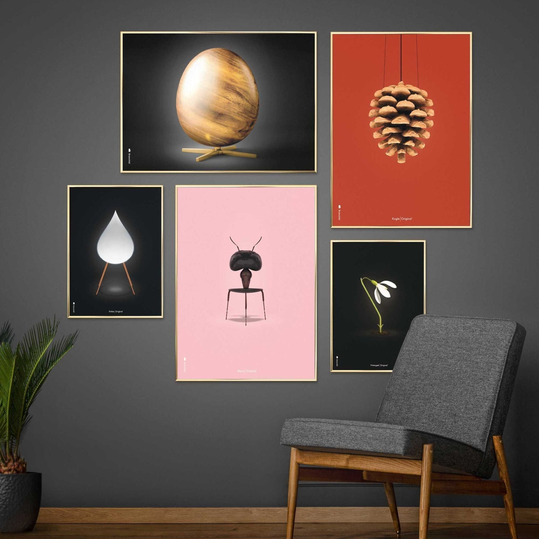 Brainchild pine cone classic poster, frame made of light wood 50x70 cm, red background