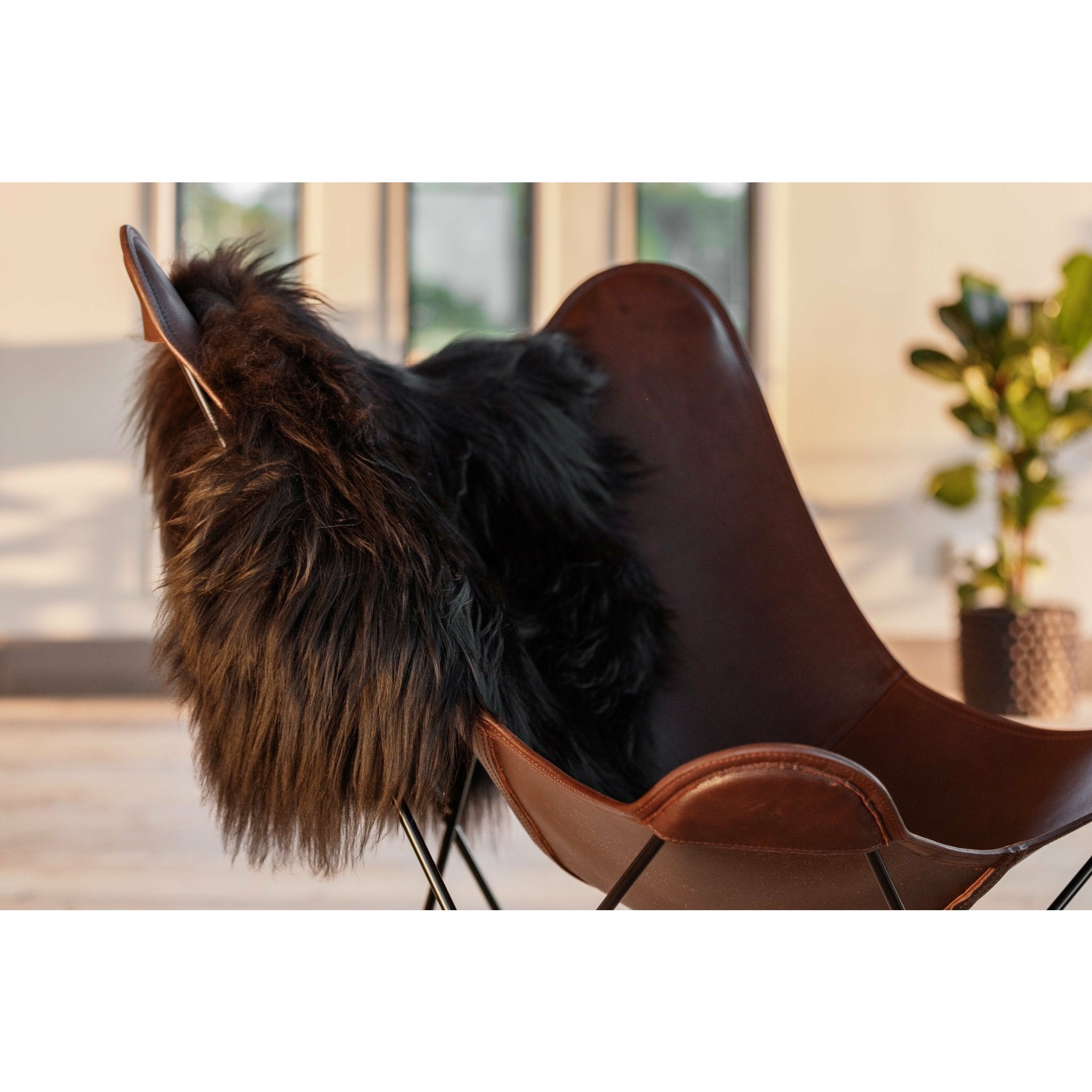 Cuero Icelandic lambskin, brown